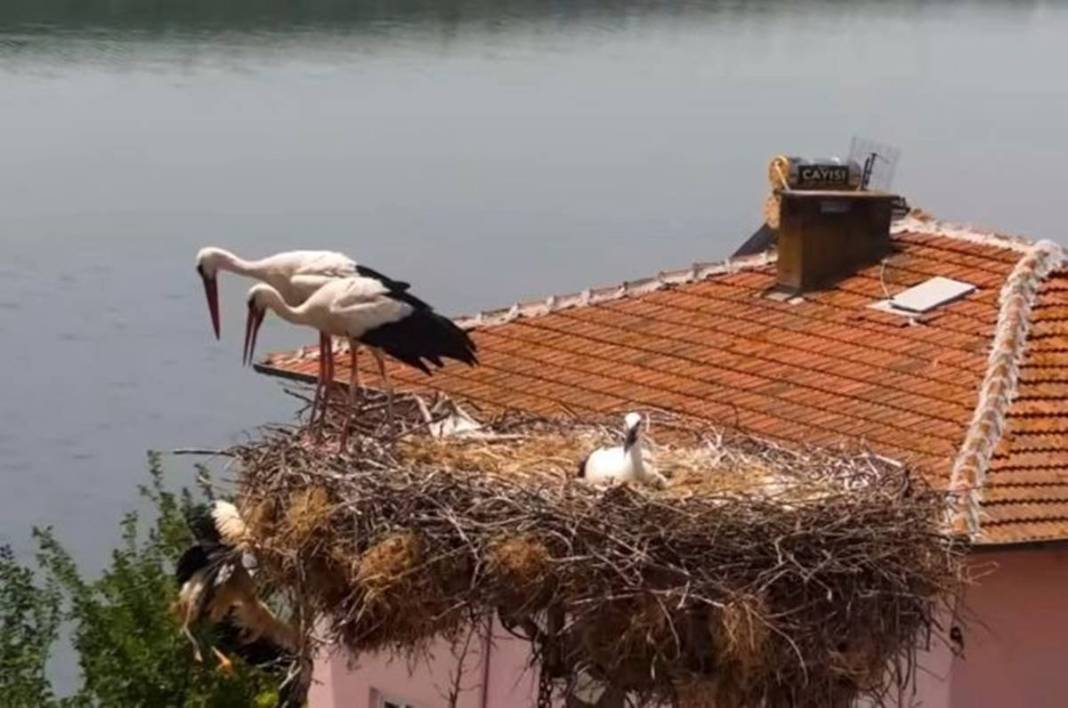 Yaren leylek ile eşi Nazlı'dan 10 gün sonra sevindiren haber! Su ve mineral kaybı ile enfeksiyon vardı 38